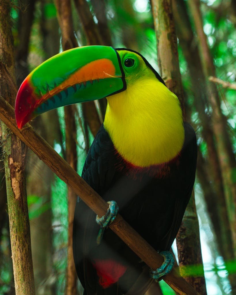 A vivid keel-billed toucan perched on a branch in Cartagena's lush jungle.