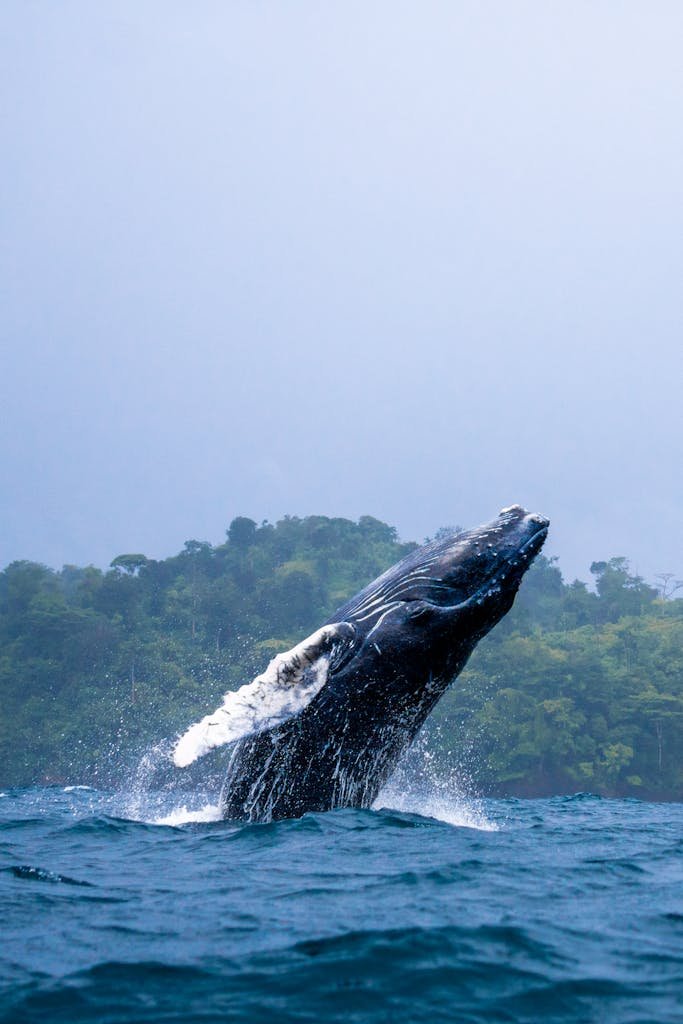 Majestic humpback whale breaching in ocean near Mecana, Chocó, Colombia.