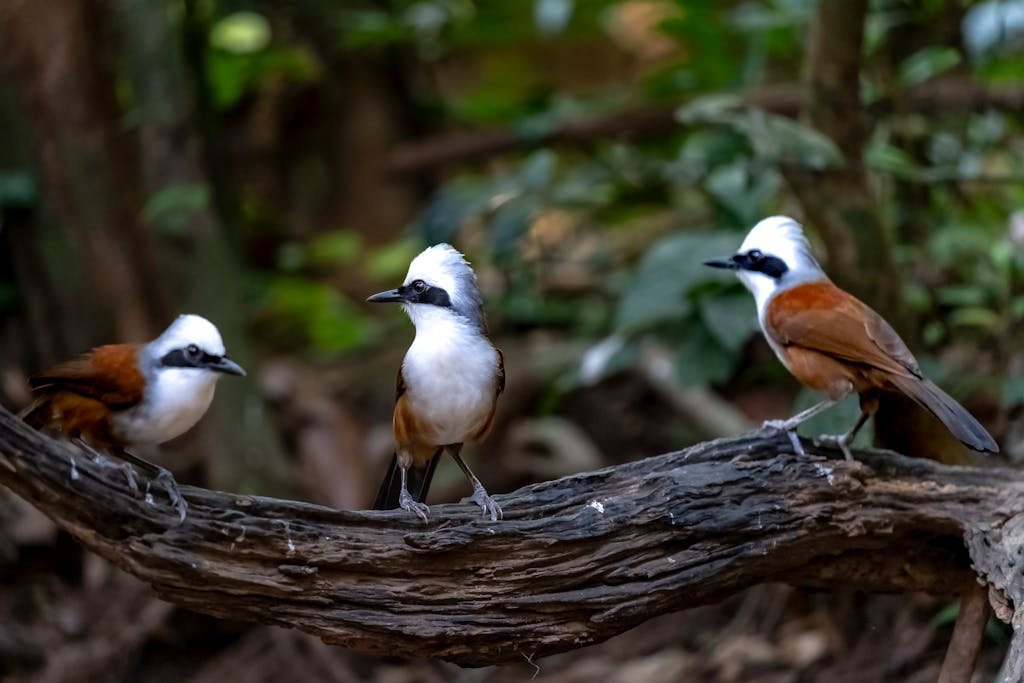 Three white-crested laughingthrushes perched on a log in a lush forest setting.